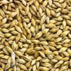 SIMPSONS GOLDEN PROMISE MALT 1 LB