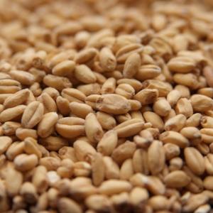 AVANGARD PILSNER MALT 1 LB