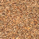 BRIESS RYE MALT 1 LB