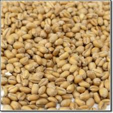 BRIESS TORRIFIED WHEAT MALT 1 LB