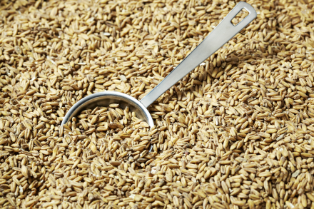 SWAEN ALE MALT 1 LB