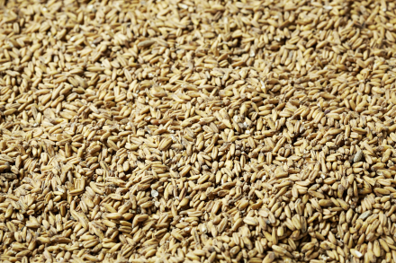 SWAEN LIGHT CARAMEL MALT 1 LB