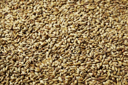 SWAEN PILSNER MALT 1 LB